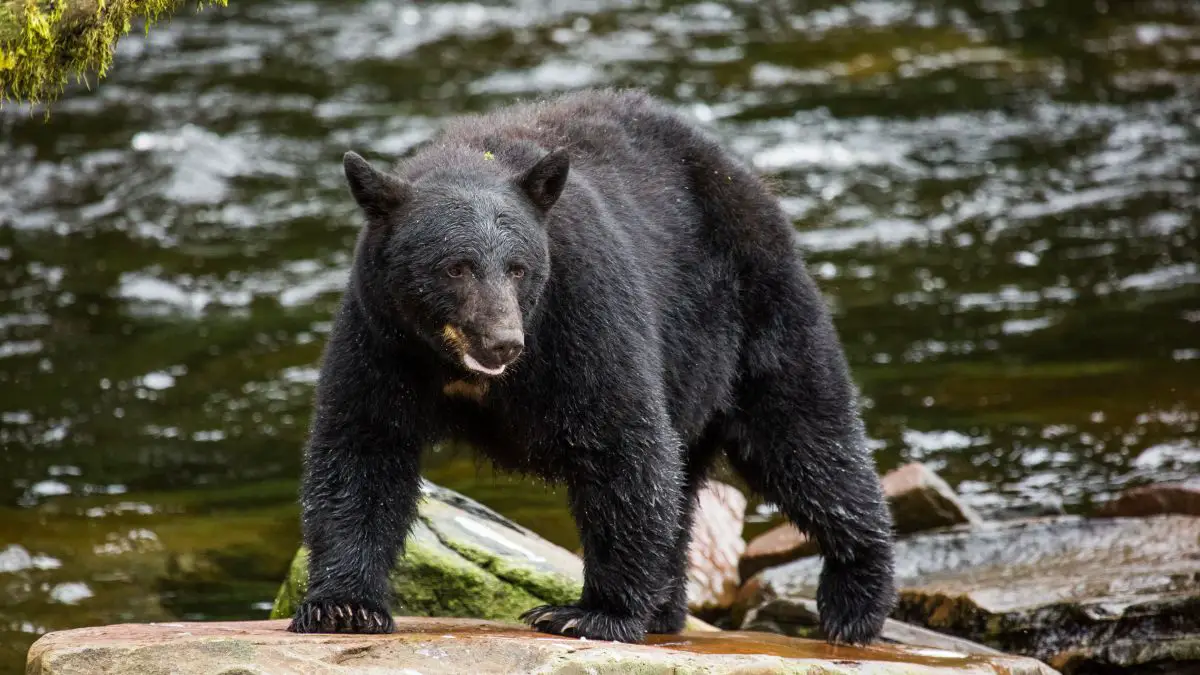 Black bear looking for food