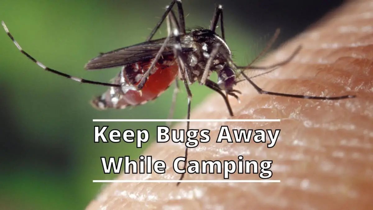 Keep Bugs Away