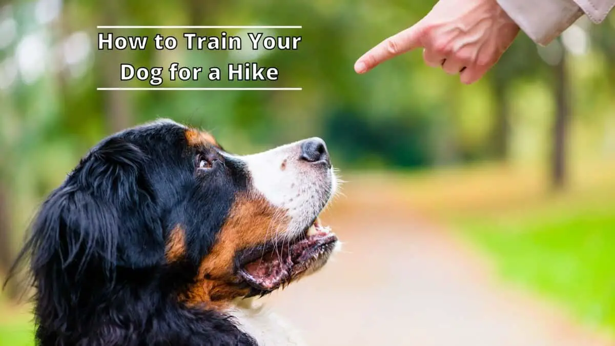 take your dog on a hike